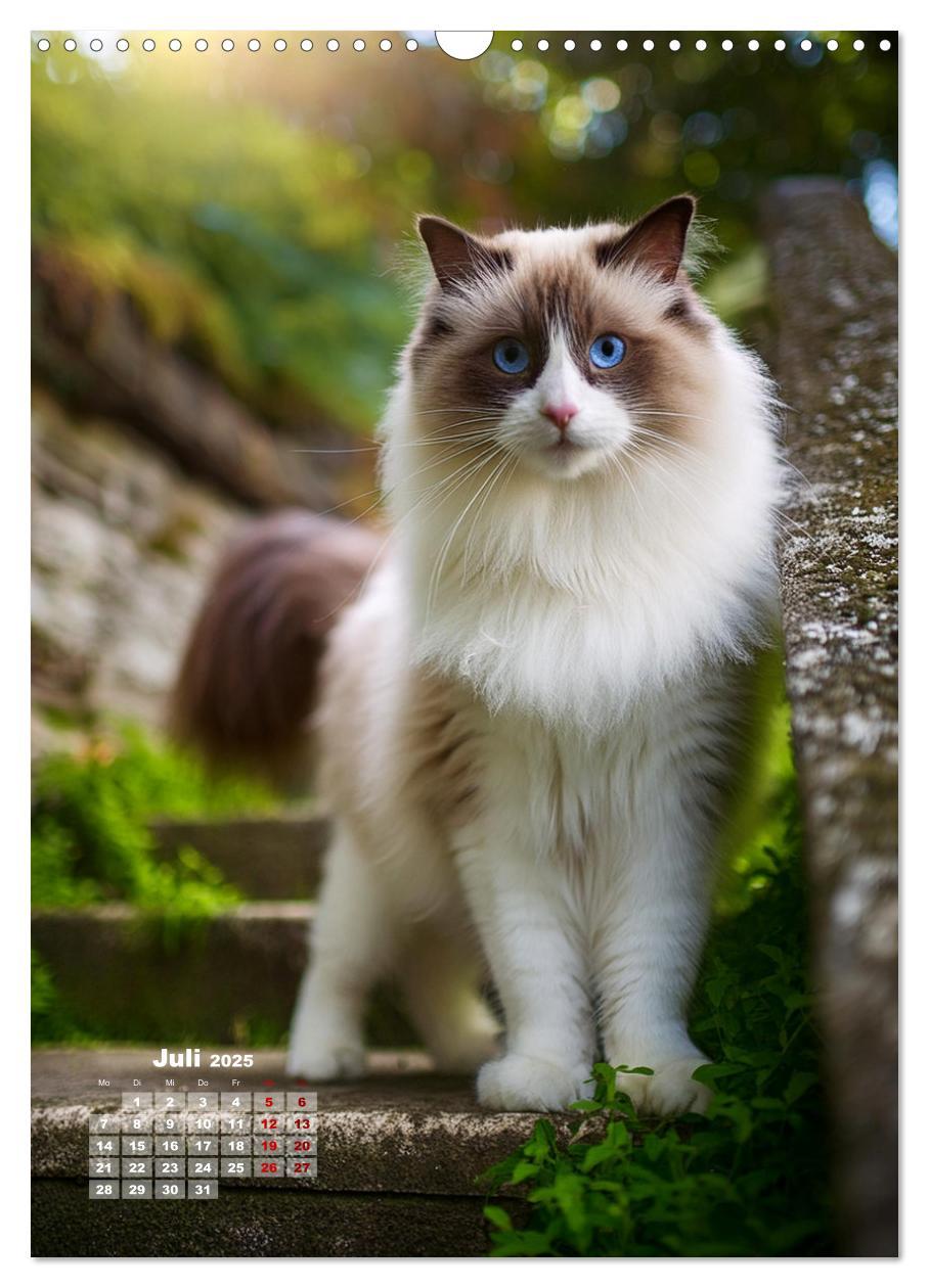 Bild: 9783383833311 | Pfotenabenteuer - Ragdolls in der Natur (Wandkalender 2025 DIN A3...