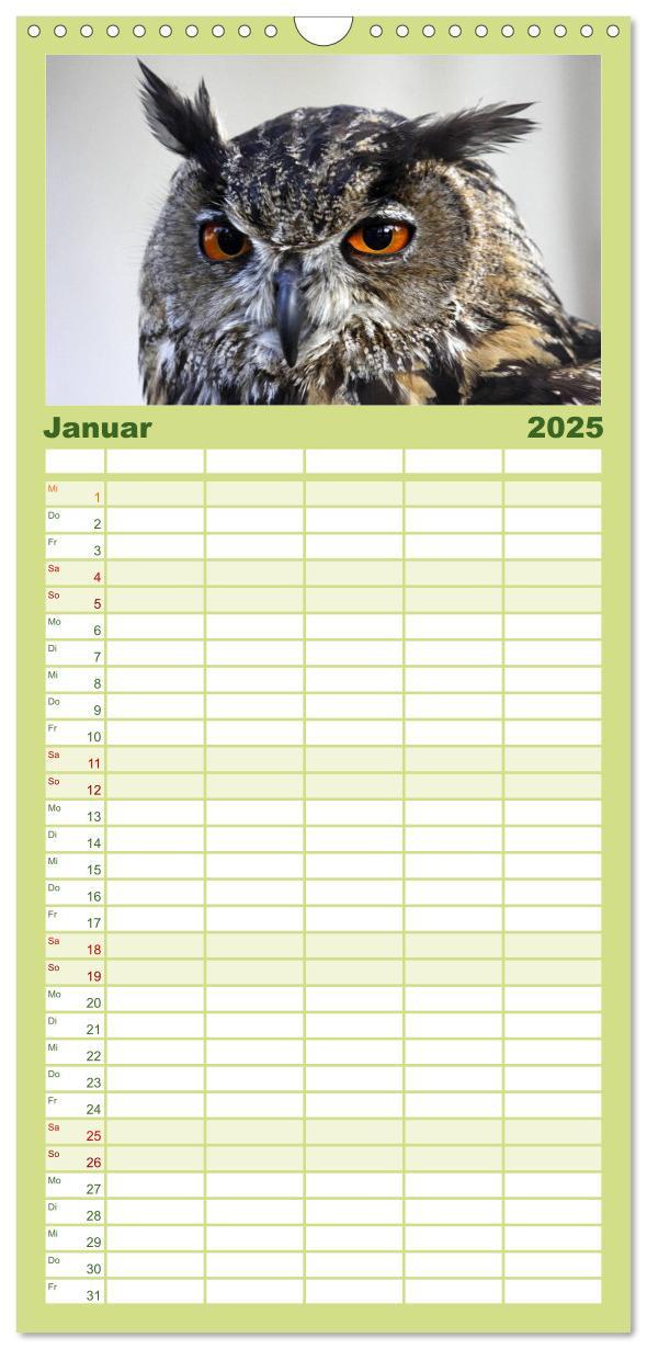 Bild: 9783457119211 | Familienplaner 2025 - Eulen mit 5 Spalten (Wandkalender, 21 x 45...