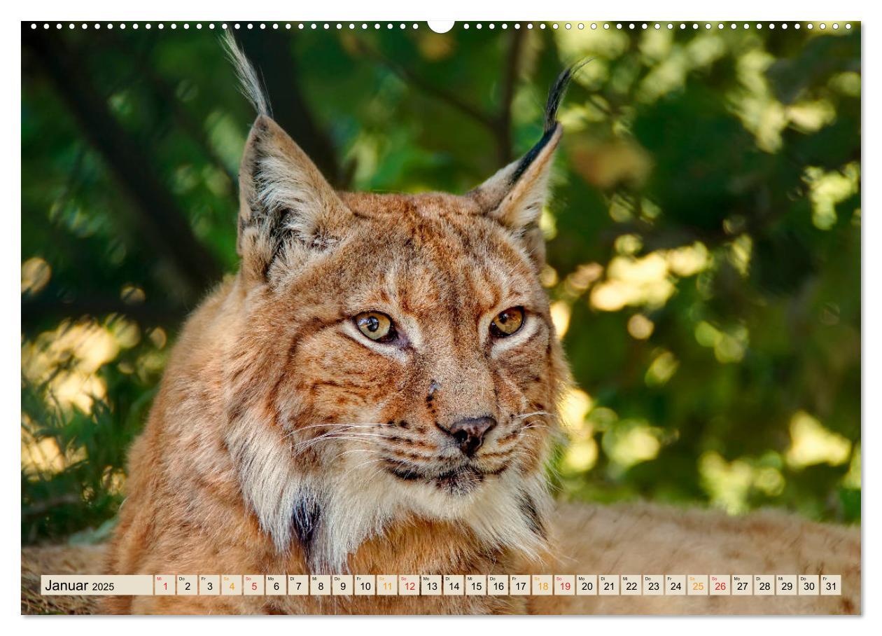 Bild: 9783435118144 | Raubkatze Luchs (Wandkalender 2025 DIN A2 quer), CALVENDO...