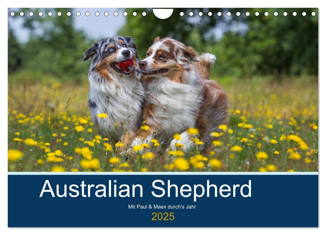 Cover: 9783435547548 | Australian Shepherd 2025 (Wandkalender 2025 DIN A4 quer), CALVENDO...