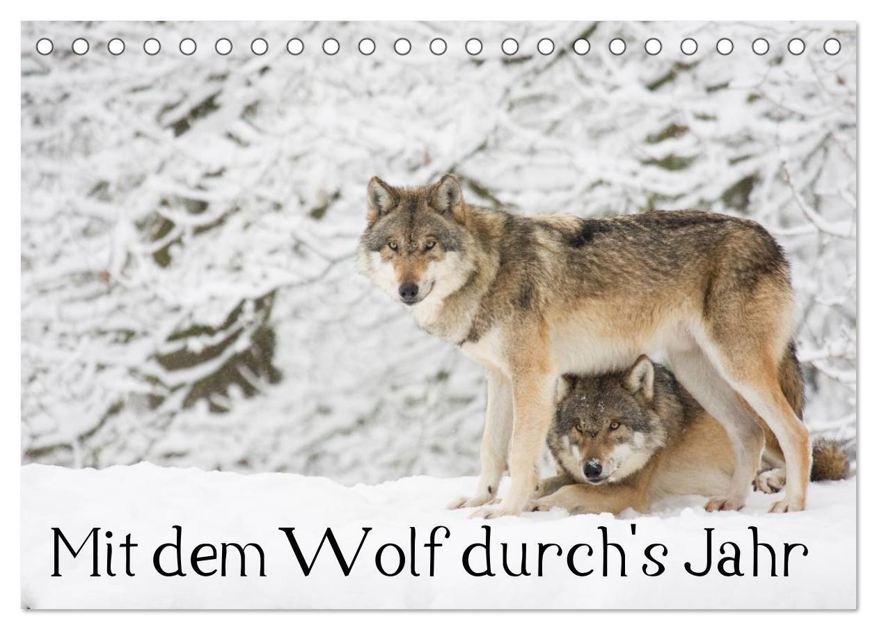 Cover: 9783435490035 | Mit dem Wolf durch's Jahr (Tischkalender 2025 DIN A5 quer),...