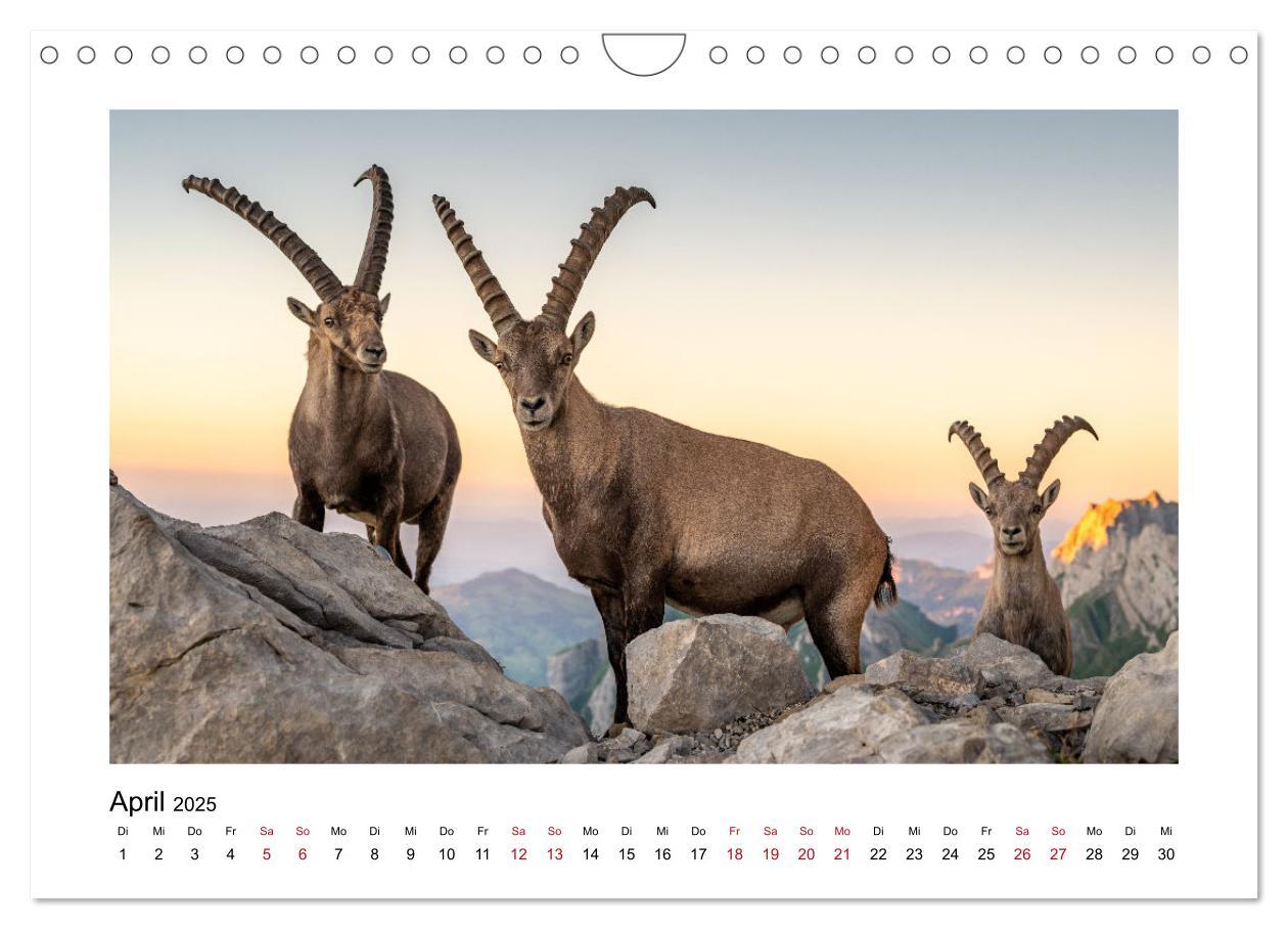 Bild: 9783383868474 | Steinböcke - Die Könige der Alpen (Wandkalender 2025 DIN A4 quer),...