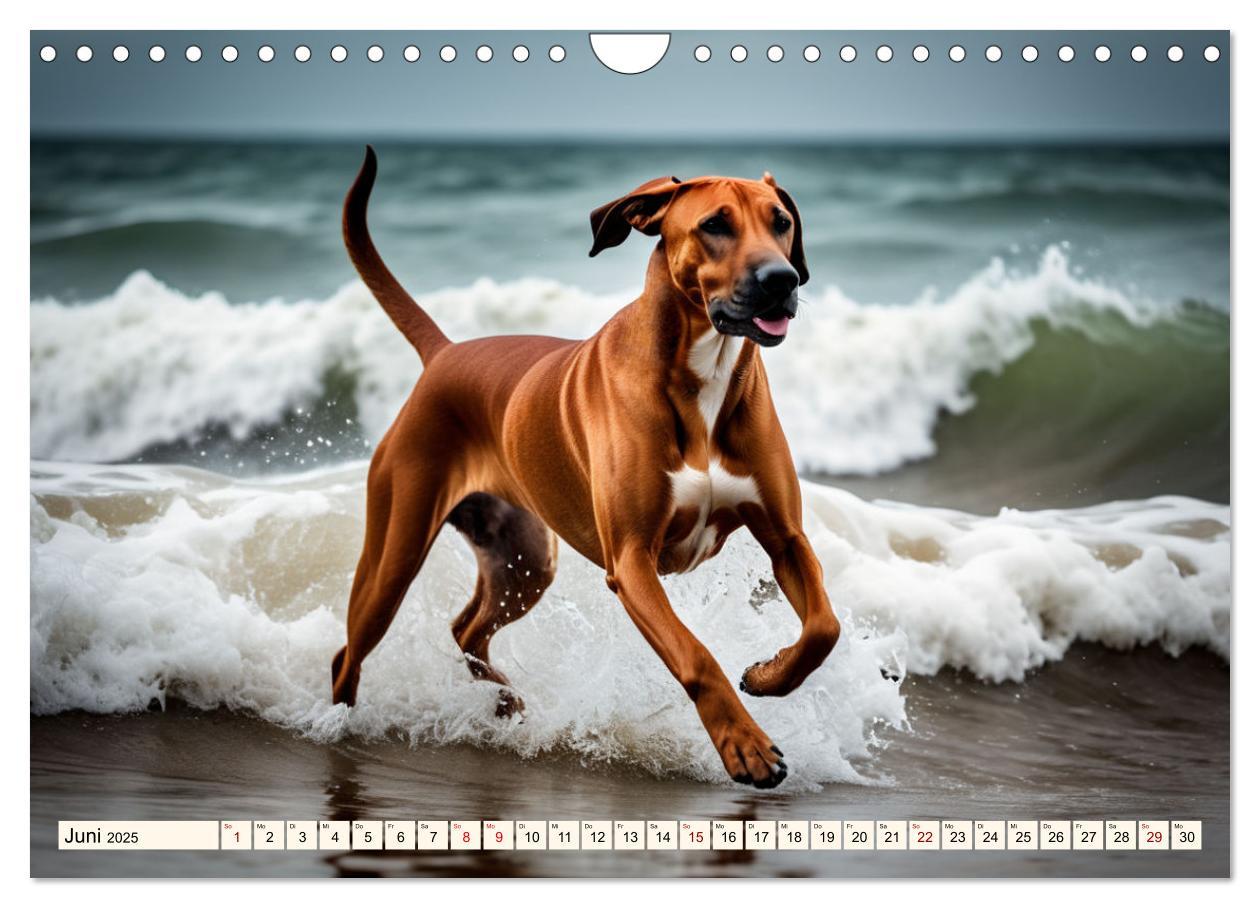 Bild: 9783457146033 | Rhodesian Ridgeback - Athlet mit Rückenkamm (Wandkalender 2025 DIN...