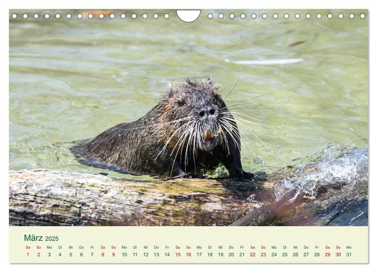 Bild: 9783435117987 | NUTRIAS - Pelzige Gesellen (Wandkalender 2025 DIN A4 quer),...