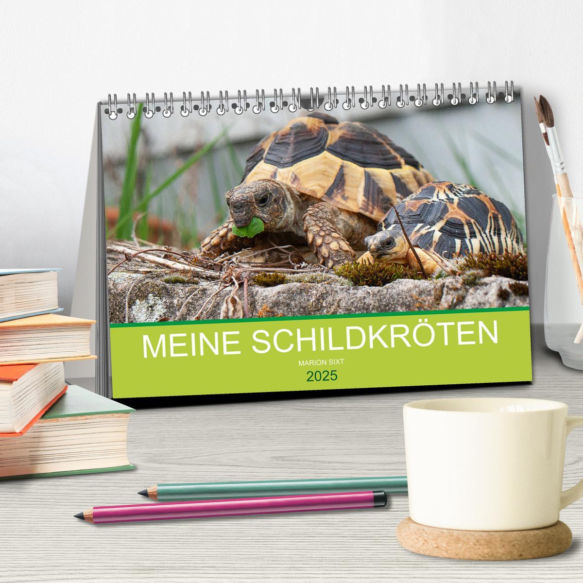 Bild: 9783435314430 | Meine Schildkröten (Tischkalender 2025 DIN A5 quer), CALVENDO...