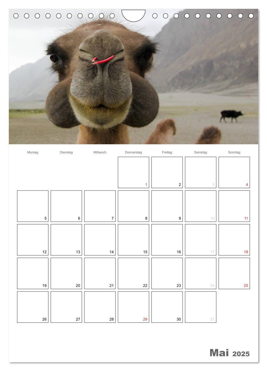 Bild: 9783457023358 | Kamel Porträt (Wandkalender 2025 DIN A4 hoch), CALVENDO Monatskalender