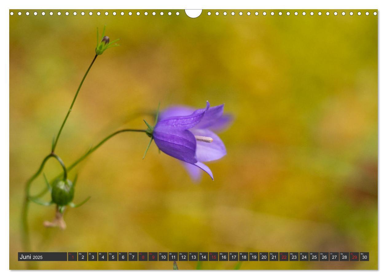 Bild: 9783383999376 | Makrowelt - Blumen und Insekten im Fokus (Wandkalender 2025 DIN A3...