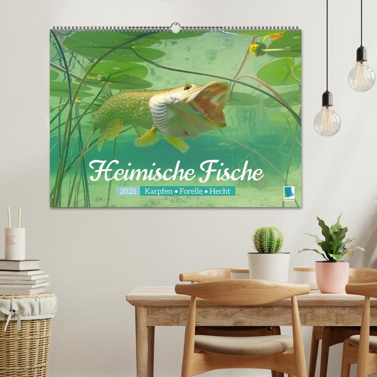 Bild: 9783457180556 | Heimische Fische: Karpfen, Forelle, Hecht (Wandkalender 2025 DIN A2...