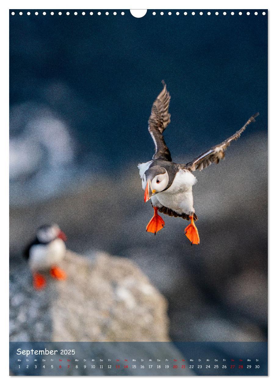 Bild: 9783435848843 | Naturerlebnis Puffin (Wandkalender 2025 DIN A3 hoch), CALVENDO...