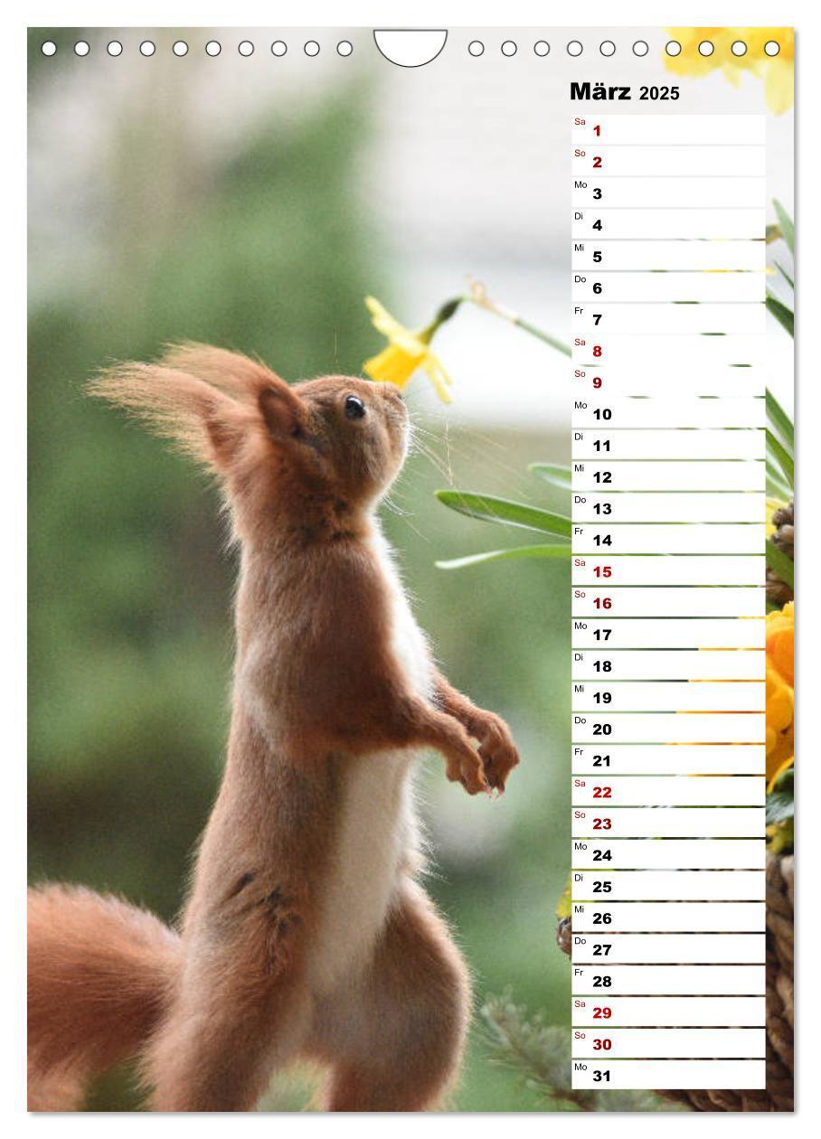 Bild: 9783435985302 | Eichhörnchen - kleine Tiere, große Liebe (Wandkalender 2025 DIN A4...