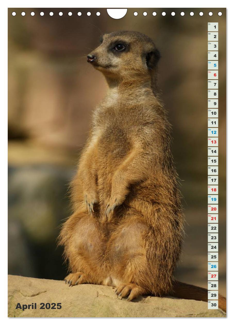 Bild: 9783457090060 | Erdmännchen-Meerkats-Surikate (Wandkalender 2025 DIN A4 hoch),...