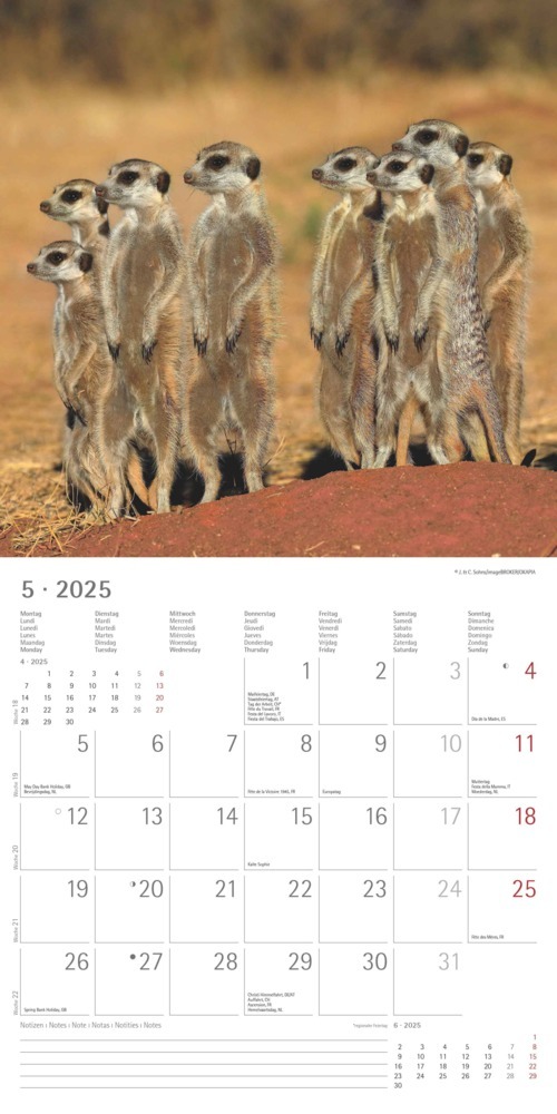 Bild: 4251732340742 | Alpha Edition - Erdmännchen 2025 Broschürenkalender, 30x30cm,...