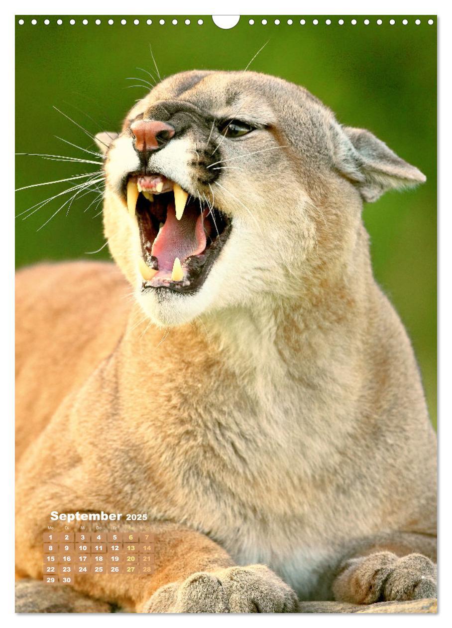 Bild: 9783435070183 | Raubkatzen: Die Jäger auf leisen Pfoten (Wandkalender 2025 DIN A3...