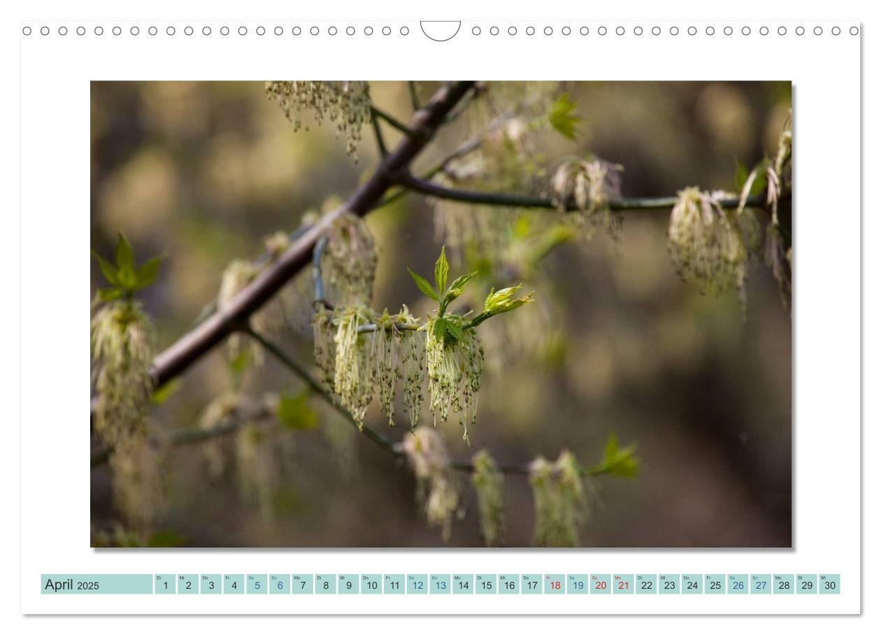 Bild: 9783435535842 | Augenblicke im Müritz Nationalpark (Wandkalender 2025 DIN A3 quer),...