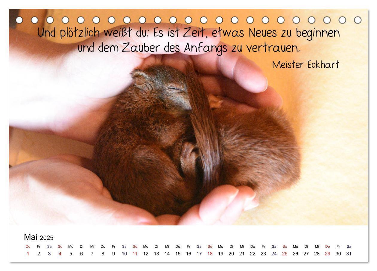 Bild: 9783435433247 | Der literarische Eichhörnchen-Kalender (Tischkalender 2025 DIN A5...