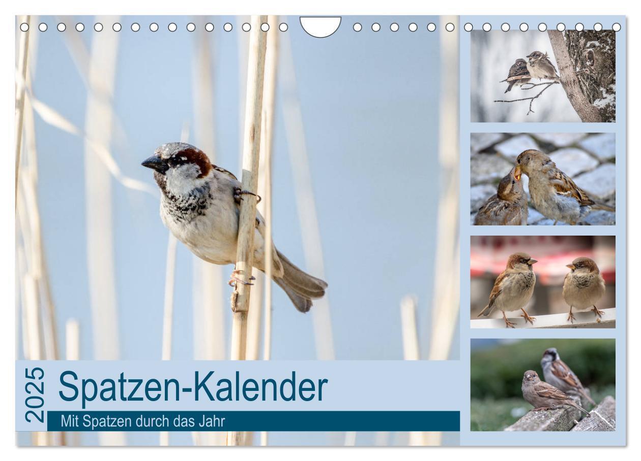 Cover: 9783435789399 | Spatzen-Kalender (Wandkalender 2025 DIN A4 quer), CALVENDO...