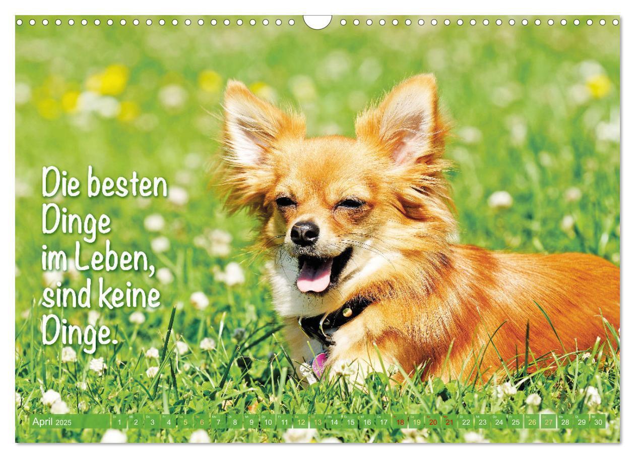 Bild: 9783457199817 | Chihuahua: Kleine Hunde, aber oho (Wandkalender 2025 DIN A3 quer),...