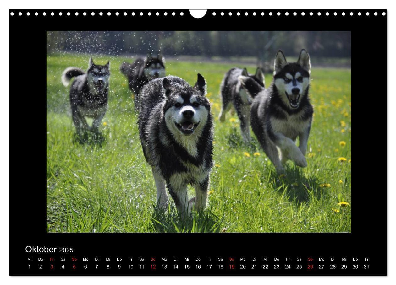 Bild: 9783435837342 | Husky-Kalender (Wandkalender 2025 DIN A3 quer), CALVENDO...