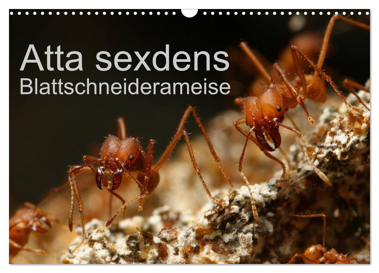 Cover: 9783435701537 | Atta sexdens - Blattschneiderameise (Wandkalender 2025 DIN A3...