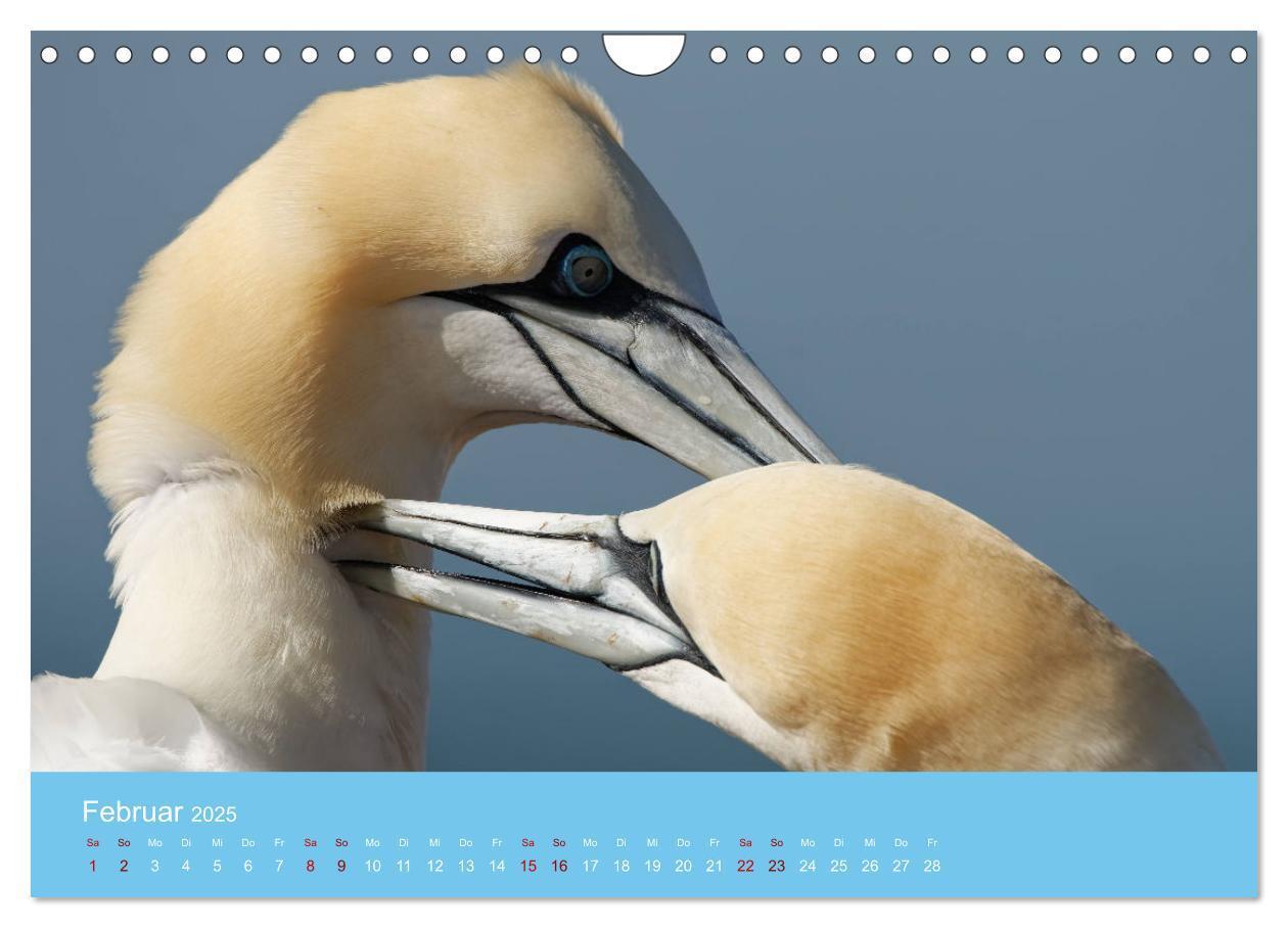 Bild: 9783457207666 | Basstölpel auf Helgoland - von Ostfriesenfotografie (Wandkalender...