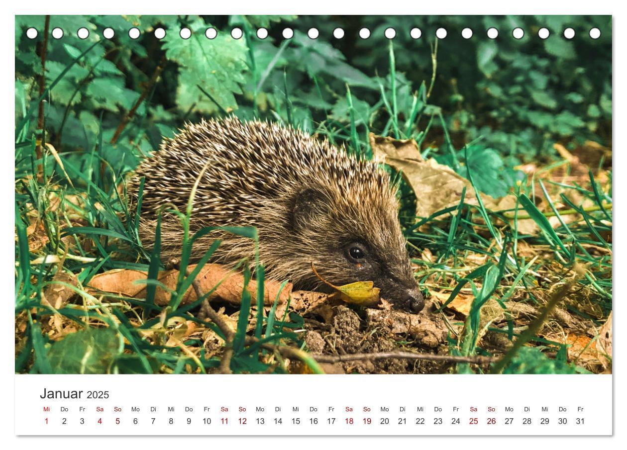 Bild: 9783383940613 | Igel - Niedliche kleine Stachelritter (Tischkalender 2025 DIN A5...