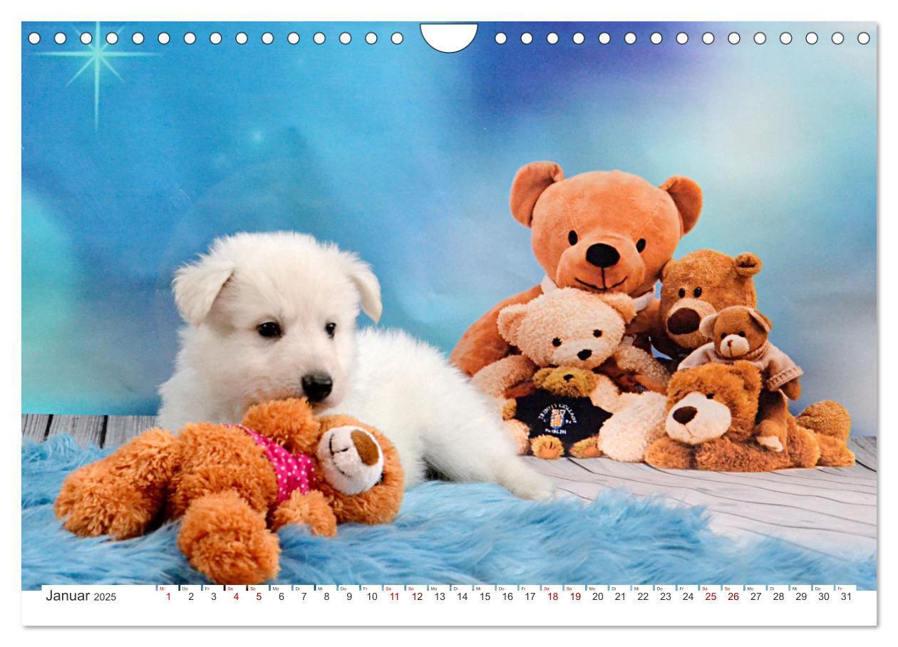 Bild: 9783435034109 | Weiße Schäferhunde - Welpenzeit (Wandkalender 2025 DIN A4 quer),...