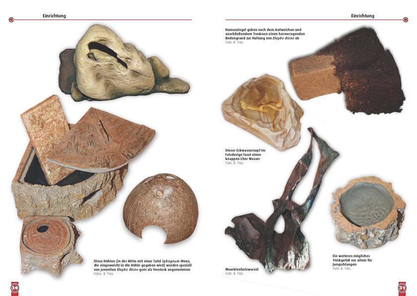 Bild: 9783866591950 | Die Steppennatter | Elaphe dione | Bruno Treu | Taschenbuch | 64 S.