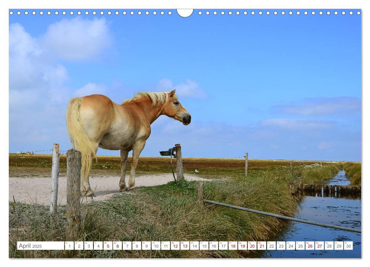 Bild: 9783435256853 | Sommertage auf Hallig Hooge (Wandkalender 2025 DIN A3 quer),...