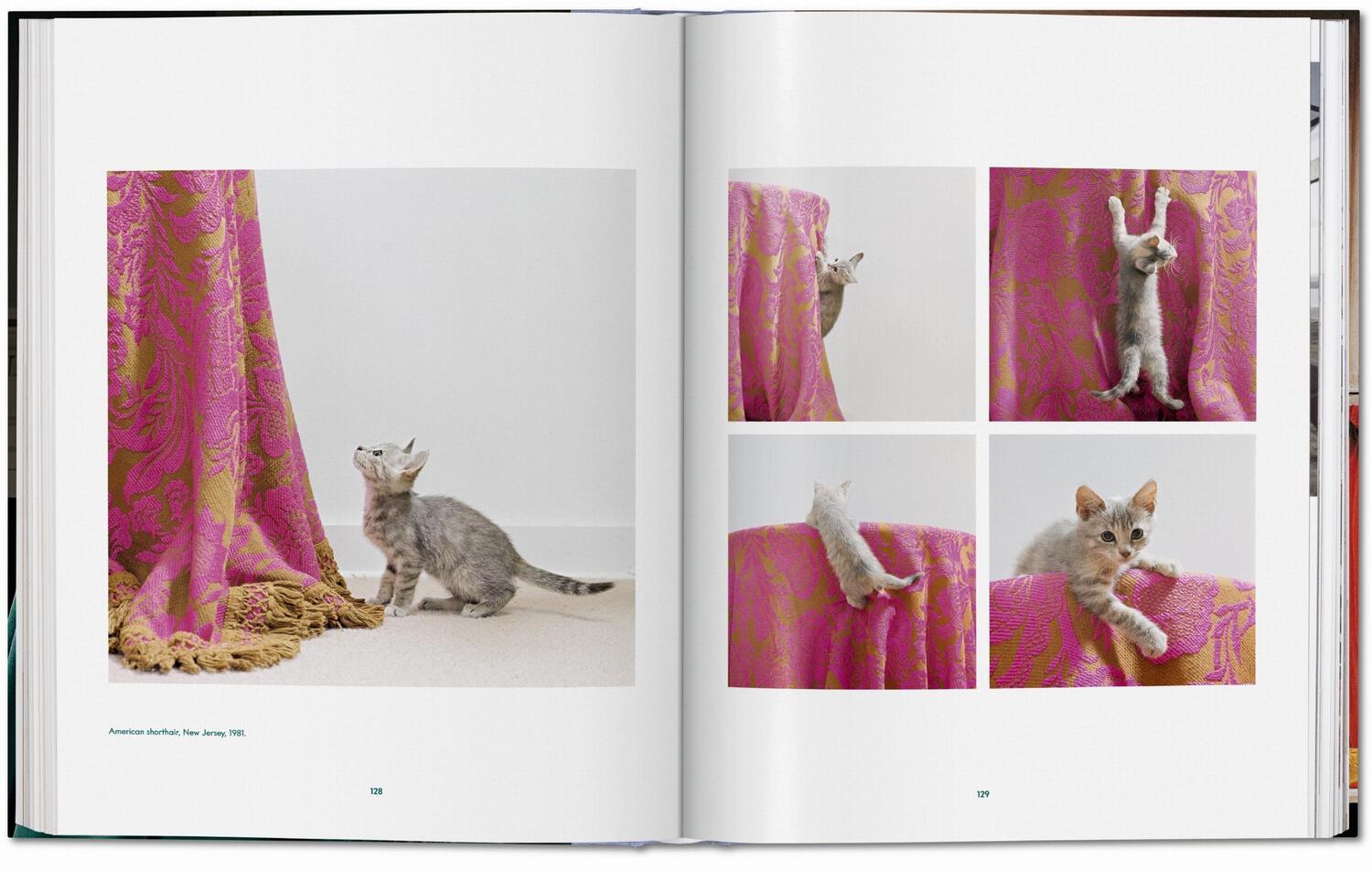 Bild: 9783836573856 | Walter Chandoha. Cats. Photographs 1942-2018 | Susan Michals | Buch