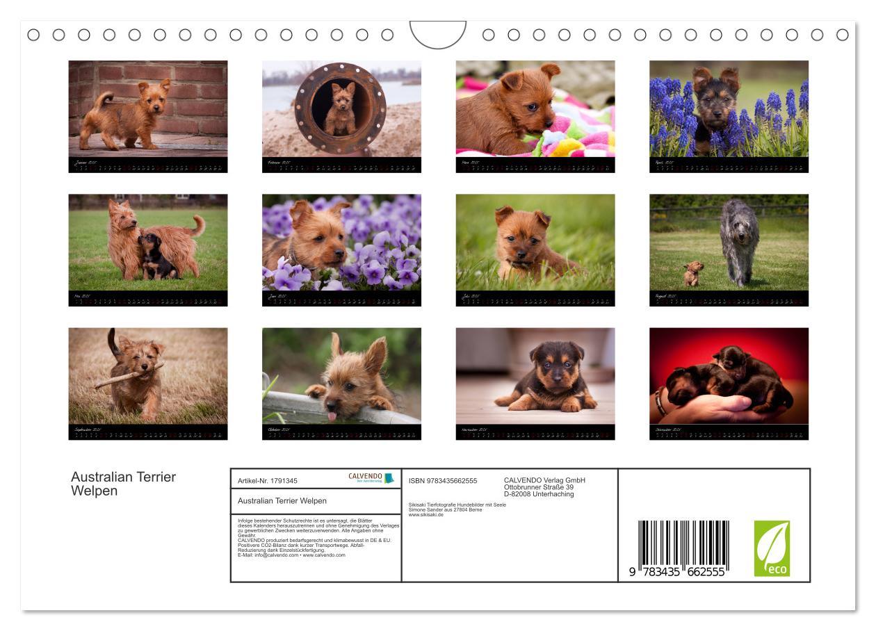 Bild: 9783435662555 | Australian Terrier Welpen (Wandkalender 2025 DIN A4 quer), CALVENDO...