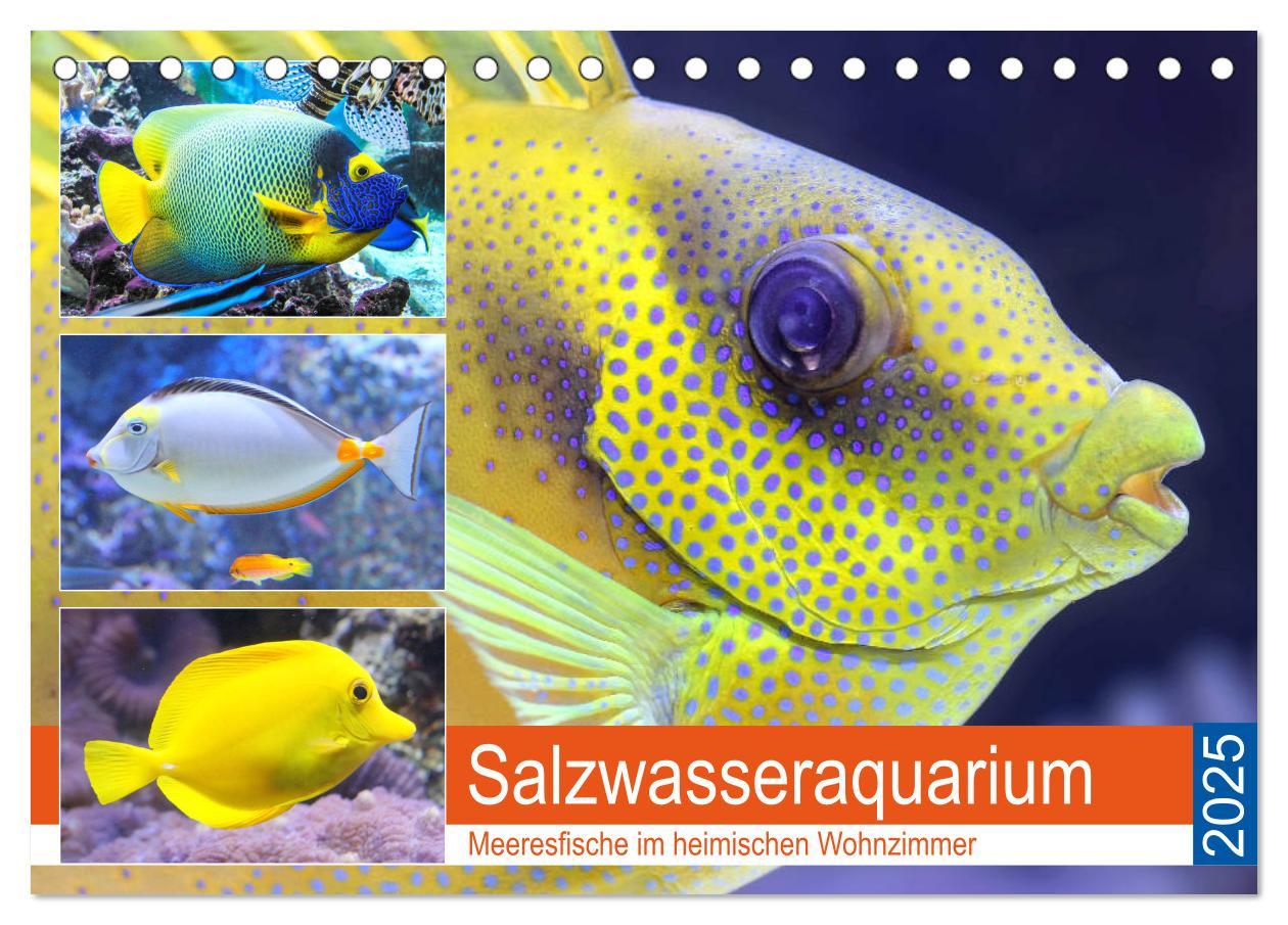 Cover: 9783435200405 | Salzwasseraquarium. Meeresfische im heimischen Wohnzimmer...