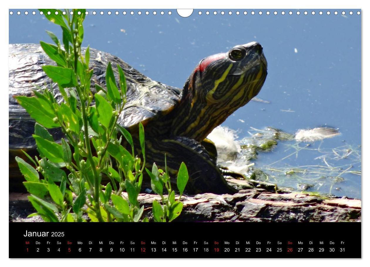 Bild: 9783435763719 | Das Leben der Schildkröten (Wandkalender 2025 DIN A3 quer),...