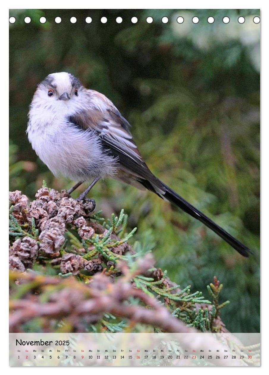 Bild: 9783457042922 | Vögel im heimischen Garten (Tischkalender 2025 DIN A5 hoch),...