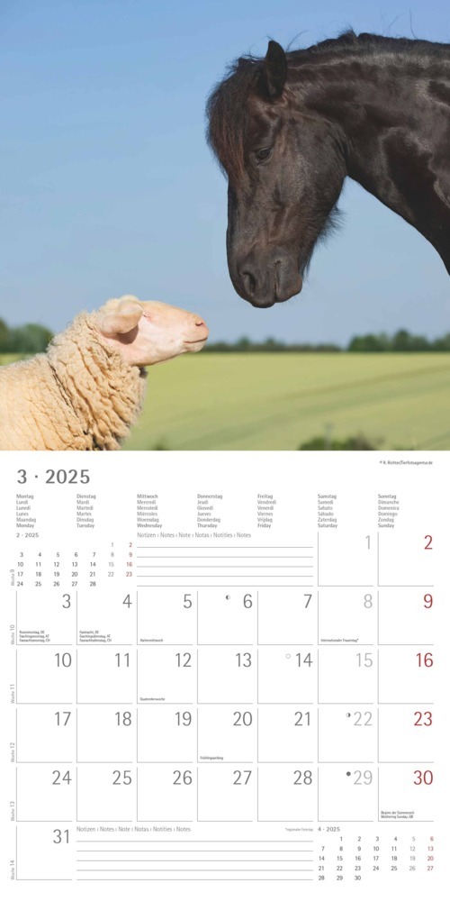 Bild: 4251732340780 | Alpha Edition - Tierfreundschaften 2025 Broschürenkalender,...