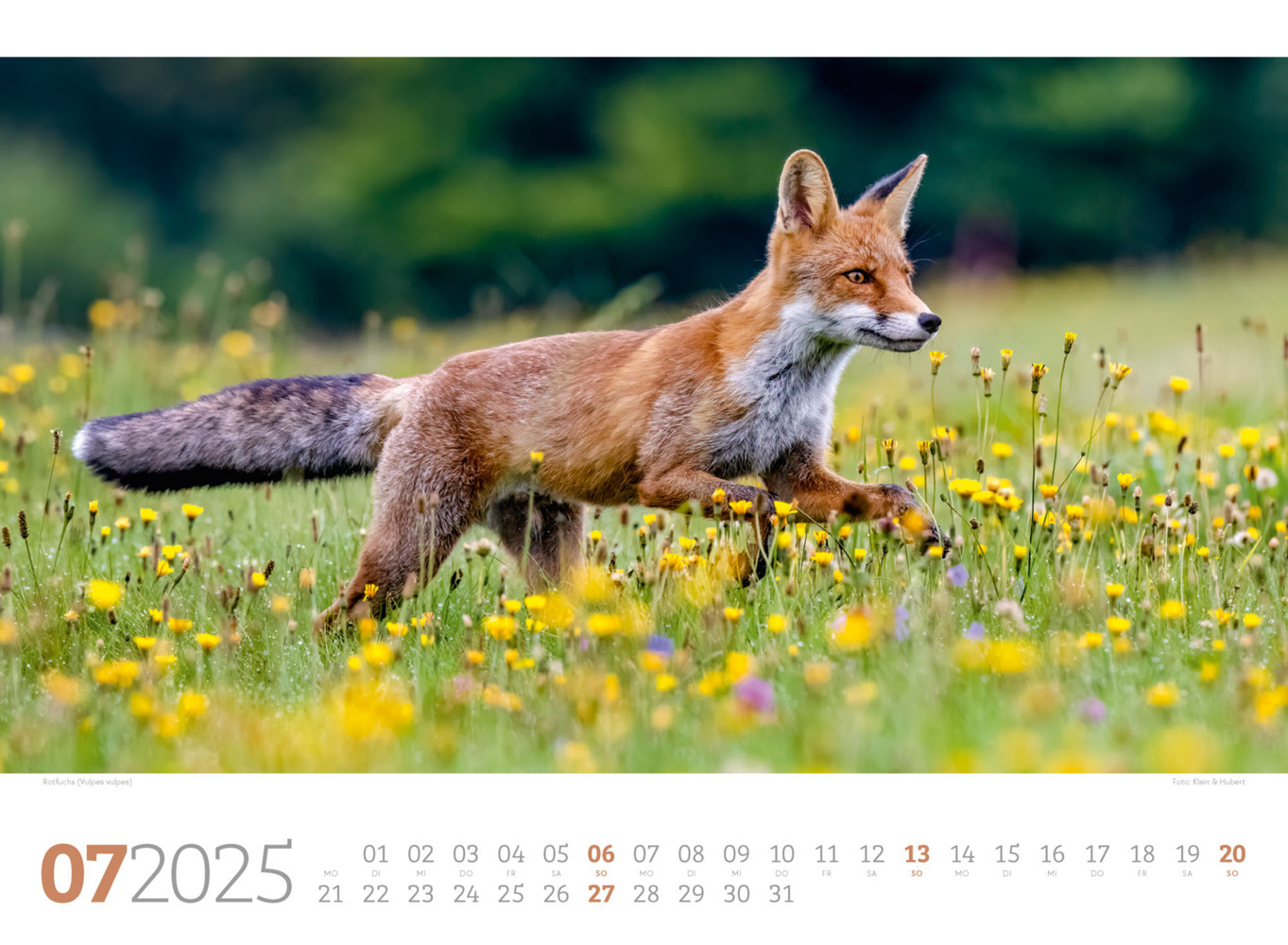 Bild: 9783838425825 | Tierwelt Wald Kalender 2025 | Ackermann Kunstverlag | Kalender | 14 S.