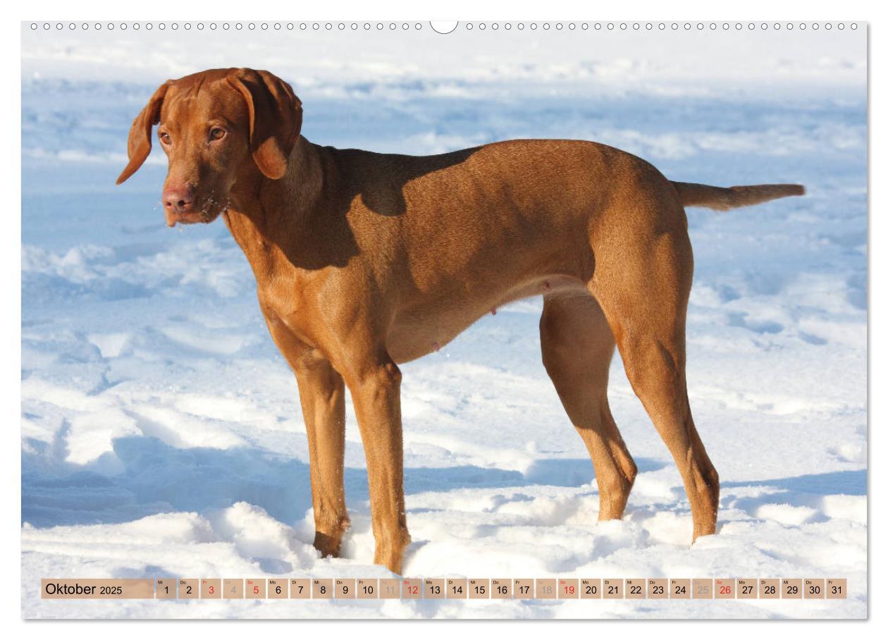 Bild: 9783435794157 | Magyar Vizsla - Vielseitiger Jagdhund mit Familienanschluss...