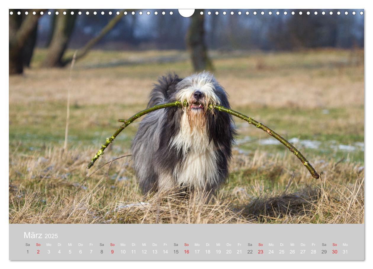 Bild: 9783435426904 | BEARDED COLLIES 2025 (Wandkalender 2025 DIN A3 quer), CALVENDO...