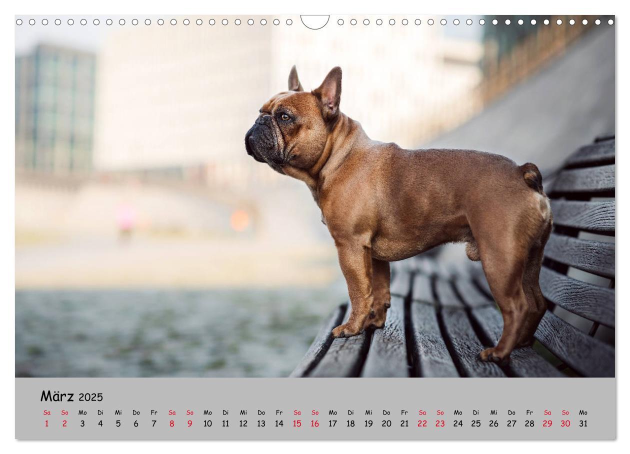 Bild: 9783435222155 | Französische Bulldogge - Clowns auf vier Pfoten (Wandkalender 2025...