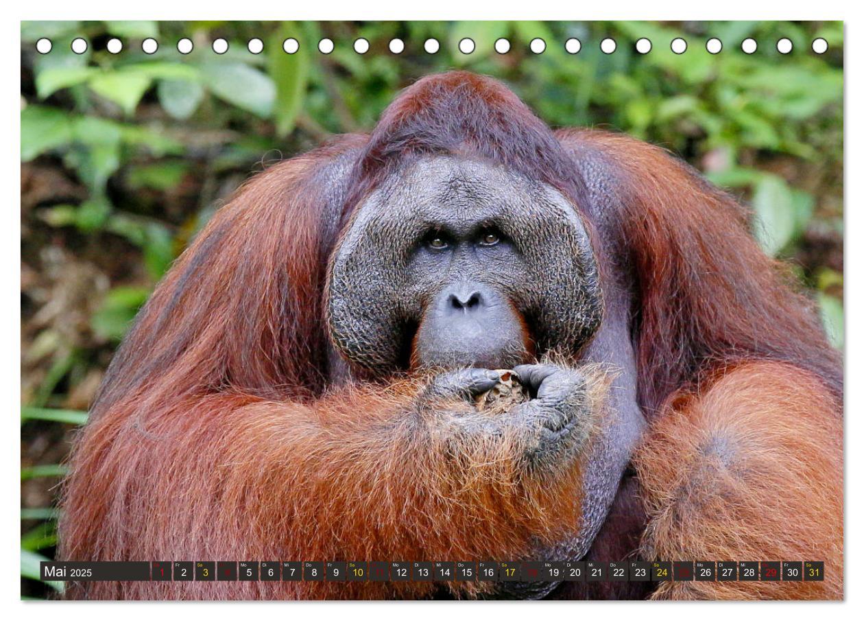 Bild: 9783435355327 | Waldmenschen - Orang Utans auf Borneo (Tischkalender 2025 DIN A5...