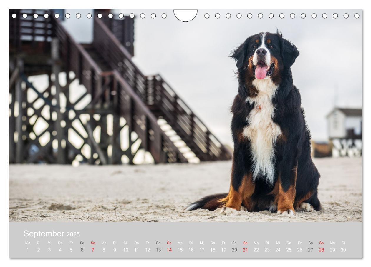 Bild: 9783435659890 | Liebling BERNER SENNENHUND (Wandkalender 2025 DIN A4 quer),...