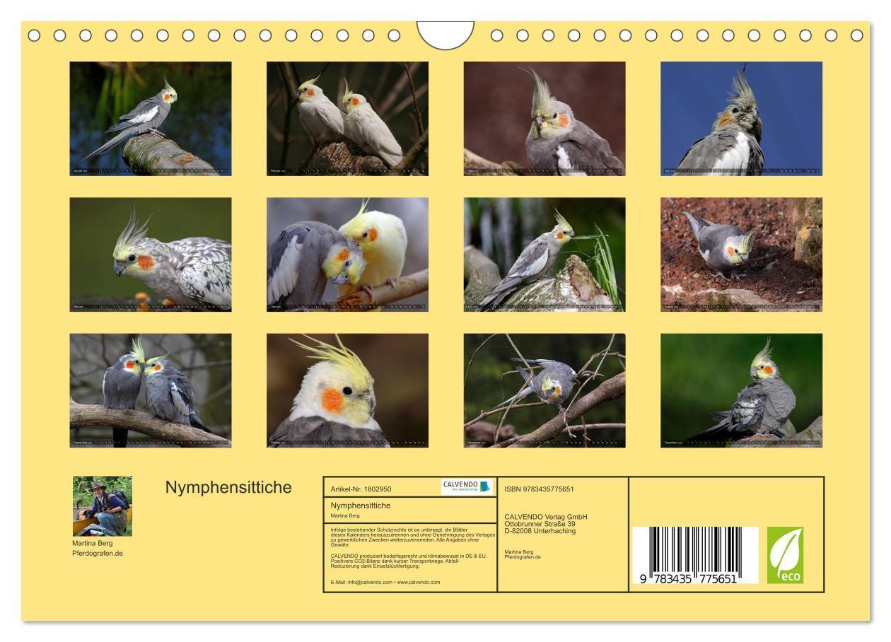 Bild: 9783435775651 | Nymphensittiche (Wandkalender 2025 DIN A4 quer), CALVENDO...