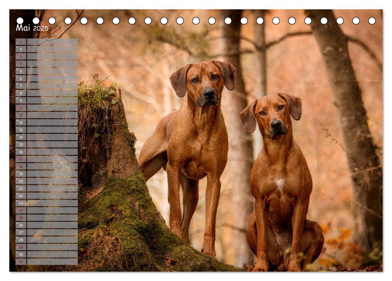 Bild: 9783435357253 | Rhodesian Ridgeback - Herzen auf vier Pfoten (Tischkalender 2025...