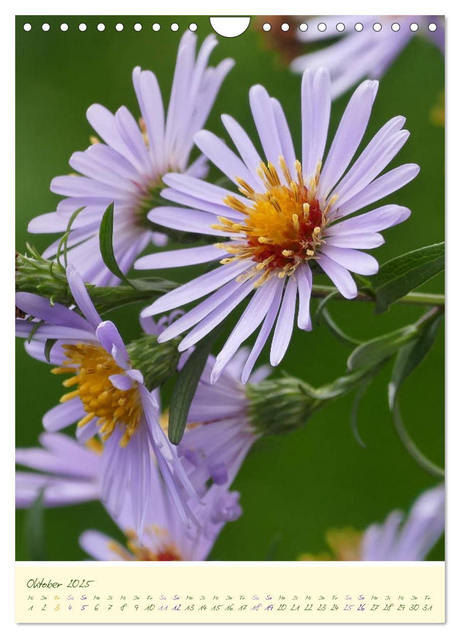 Bild: 9783435936953 | Blütenzauber im Garten (Wandkalender 2025 DIN A4 hoch), CALVENDO...