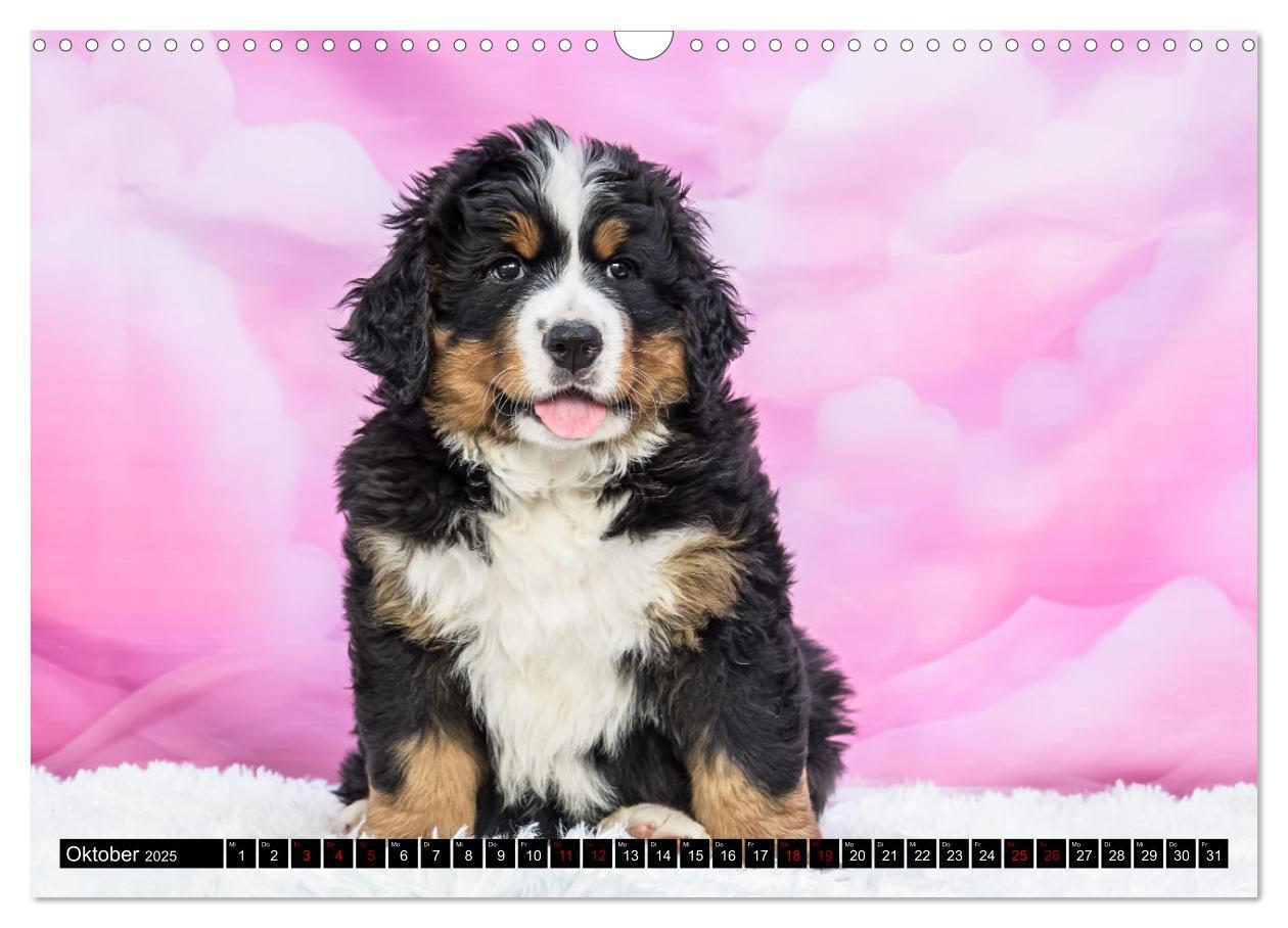 Bild: 9783457182543 | Berner Sennenhunde - Faszinierende Herzensbrecher (Wandkalender...