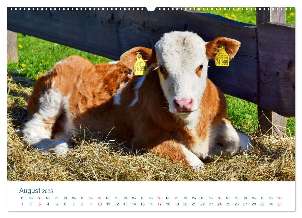 Bild: 9783435493630 | Tierisches Leben auf dem Bauernhof 2025 (Wandkalender 2025 DIN A2...