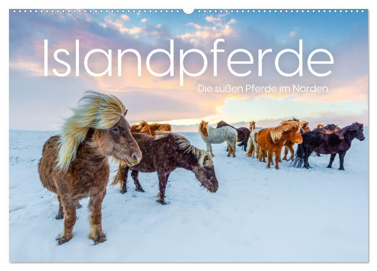 Cover: 9783457181560 | Islandpferde - Die süßen Pferde im Norden. (Wandkalender 2025 DIN...