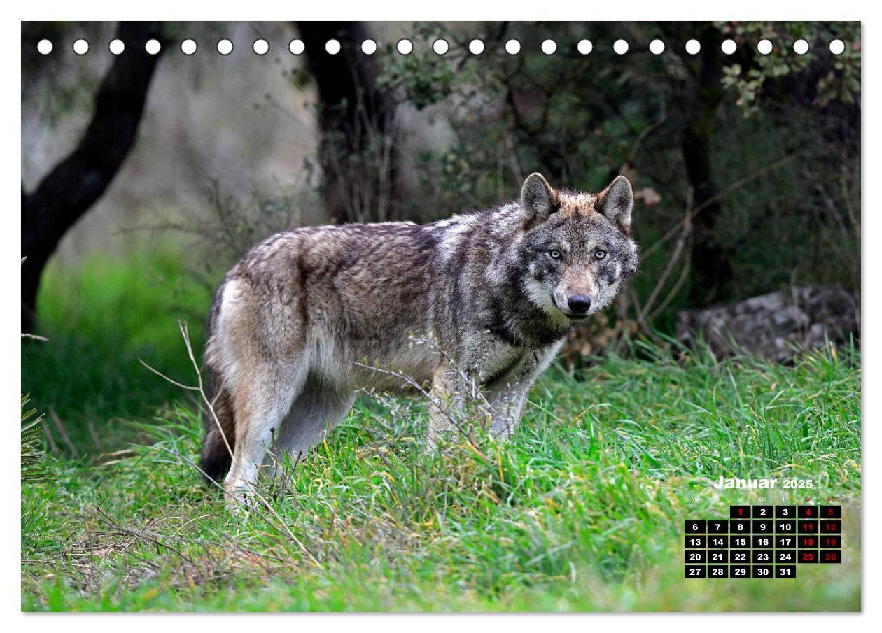 Bild: 9783435195121 | Willkommen Wolf (Tischkalender 2025 DIN A5 quer), CALVENDO...