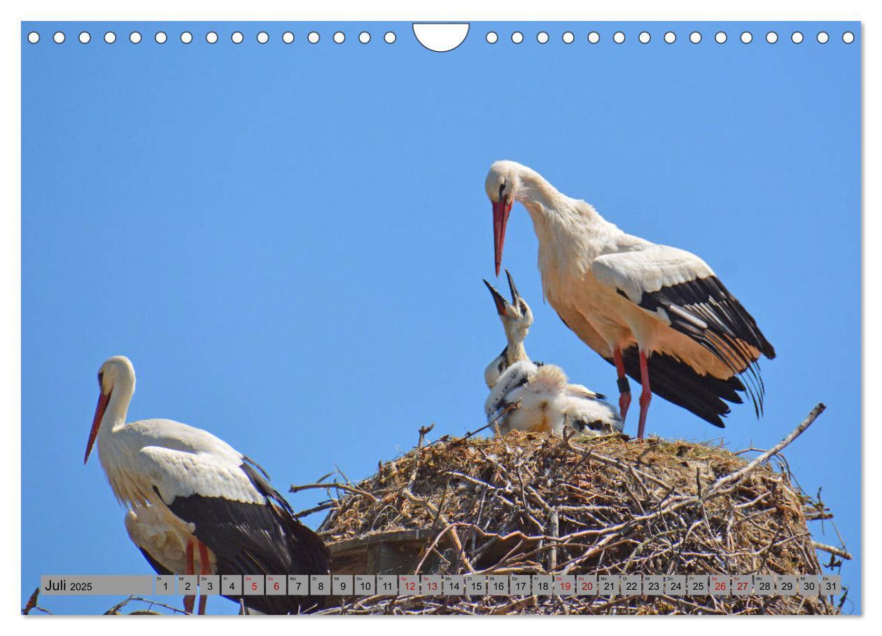 Bild: 9783435145720 | Zu Gast bei Familie Storch (Wandkalender 2025 DIN A4 quer),...