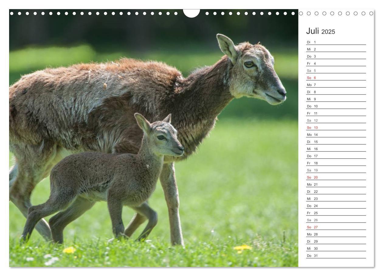 Bild: 9783435544042 | Emotionale Momente: Muffelwild. (Wandkalender 2025 DIN A3 quer),...