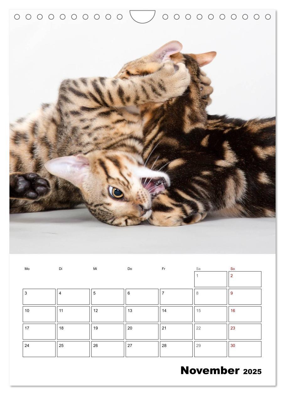 Bild: 9783435993314 | Bengalen - verschmust und abenteuerlustig (Wandkalender 2025 DIN A4...